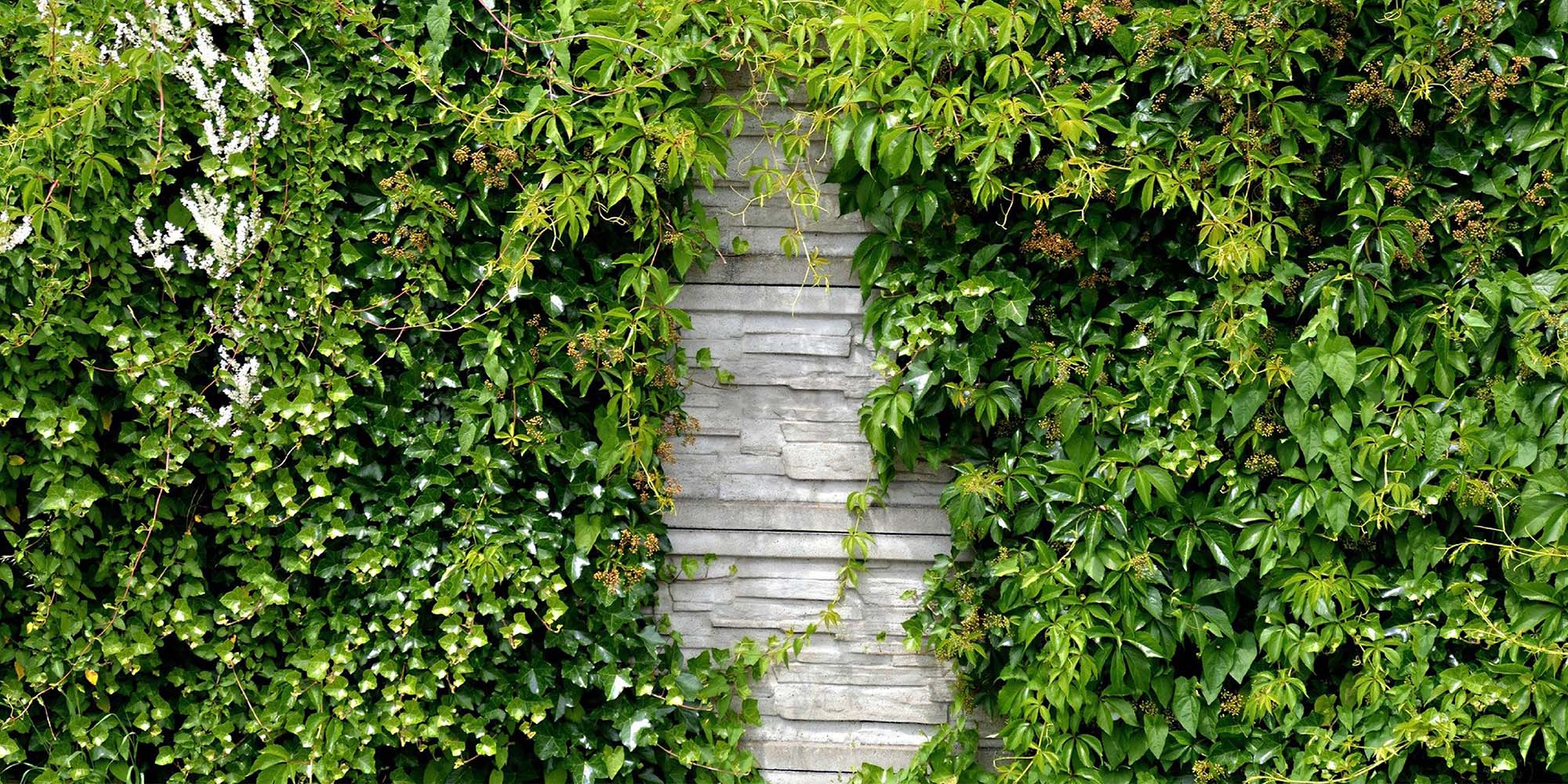 plants_trees_around_concrete